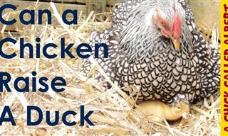 Heartwarming: Kind Chicken Raises Little Duckling