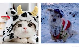 These Pets in Costumes Are Guaranteed to Melt Your Heart