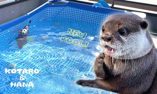 Two Otters Having a Pool Party!
