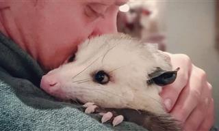 This Opossum’s Incredible Story Will Warm Your Heart
