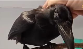 This Crow Was Raised by Chickens....