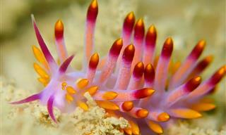 The Bright and Colorful Creatures Under the Sea