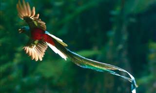 15 Rare and Beautiful Birds