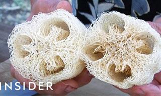 The Surprising Way Loofah Sponges Are Really Made