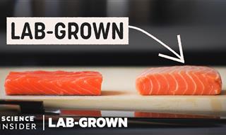 This Salmon Has Been Fully Grown in a Lab!
