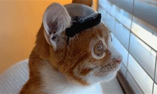 Why Is This Adorable Kitten Wearing a Helmet?