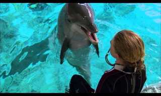 How to Question Dolphins - Fascinating!