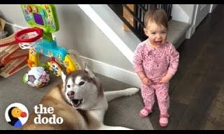 This Baby Lives With Huskies And Their Life is Adorable!