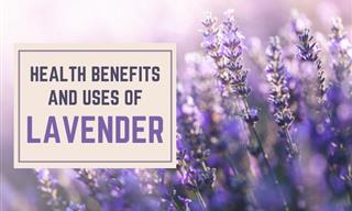 7 Medicinal Uses of Lavender Backed by Science