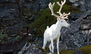 Take a Look at Some of the Most Gorgeous Albino Animals