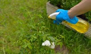 6 Eco-Friendly and Effective Pesticides