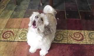 Here Is One of the Most Vocal Dogs You'll Ever Meet!