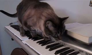 Cats vs Pianos - I Think You Know Who Will Win