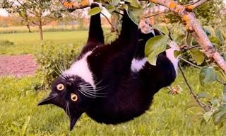 An Adorable Cat Video Compilation