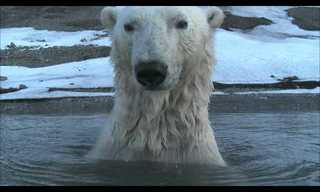 Spying on Polar Bears - Awesome!