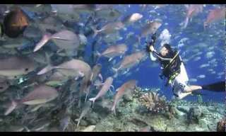 Diving Under Sipadan - Beautiful!
