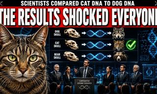 When Scientists Compared Dog and Cat DNA