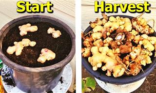 You Can Now Easily Grow Ginger at Home—Here’s How