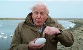 David Attenborough Reveals Why Birds’ Eggs Are So Special