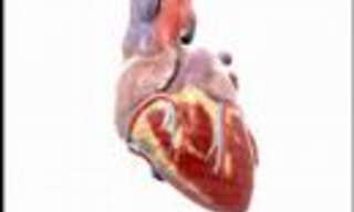 Keeping Healthy - Understanding Heart Disease