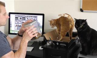 How to Work at the Computer With Cats - Useful Tips!
