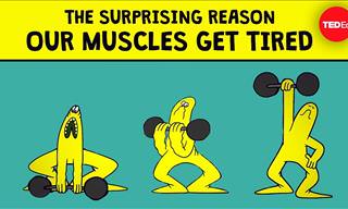 VIDEO: Have You Ever Wondered Why Muscles Get Tired?