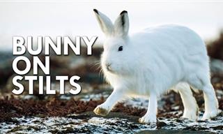 Arctic Hares Can Leap 10 Feet at a Time!
