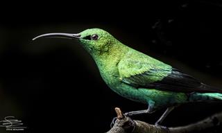 10 Show-Stopping Photos of the Sunbirds of South Africa
