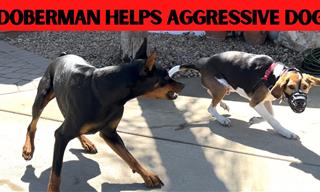 Watch Prince the Doberman Helps Other Dogs Behave