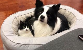 These Unexpected Best Buddies Share the Same Fur Pattern!