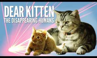 Dear Kitten: The Superbowl CATastrophe