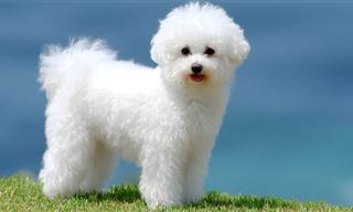 14 Small White Dog Breeds That Will Steal Your Heart