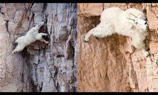 This is How Mountain Goats Defy Physics and Gravity