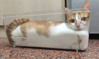 Proof That Cats Are Actually Liquid!