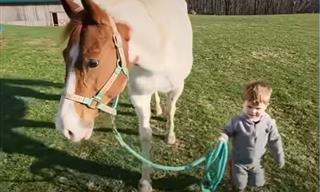 Boy and Horse - What a Heartwarming Friendship!