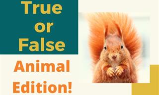 QUIZ: True or False: Animal Edition!