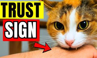 10 Things Your Cat Does When It Loves You