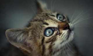 Gorgeous Cat Photos By Alexander Kan
