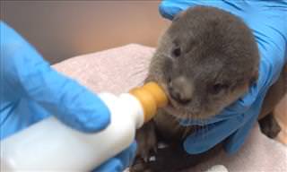 A Lost Otter Pup Is Reunited With Its Family