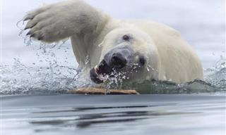 These Award-Winning Wildlife Photos Are Pure Perfection!