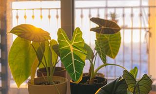 A Friendly Lighting Guide for Your Houseplants