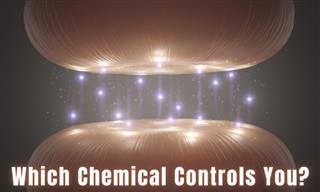 Test: Which Chemical Controls You?