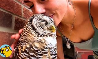 This Rejected Little Owl Found a New Mama