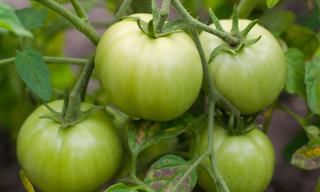 Joke: How to Turn Tomatoes Red
