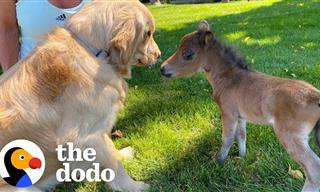 Watch This Mini-Horse Try and Make His First Friend