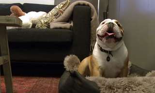 A Bulldog that Is Truly Loved