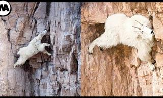 These Animals Ascend Dangerously Vertical Cliffs With Ease