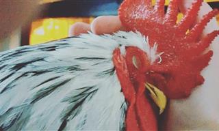 A Chicken That Behaves Like a Dog - Incredible!