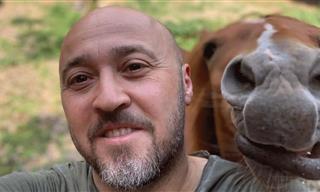Reyhan the Horse is Mesmerized by Her Human's Bald Head