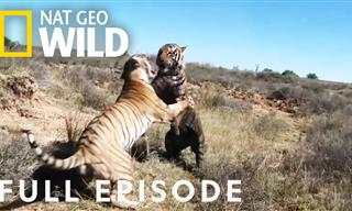 Wildlife Documentary: War of the Carnivores